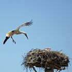 storch