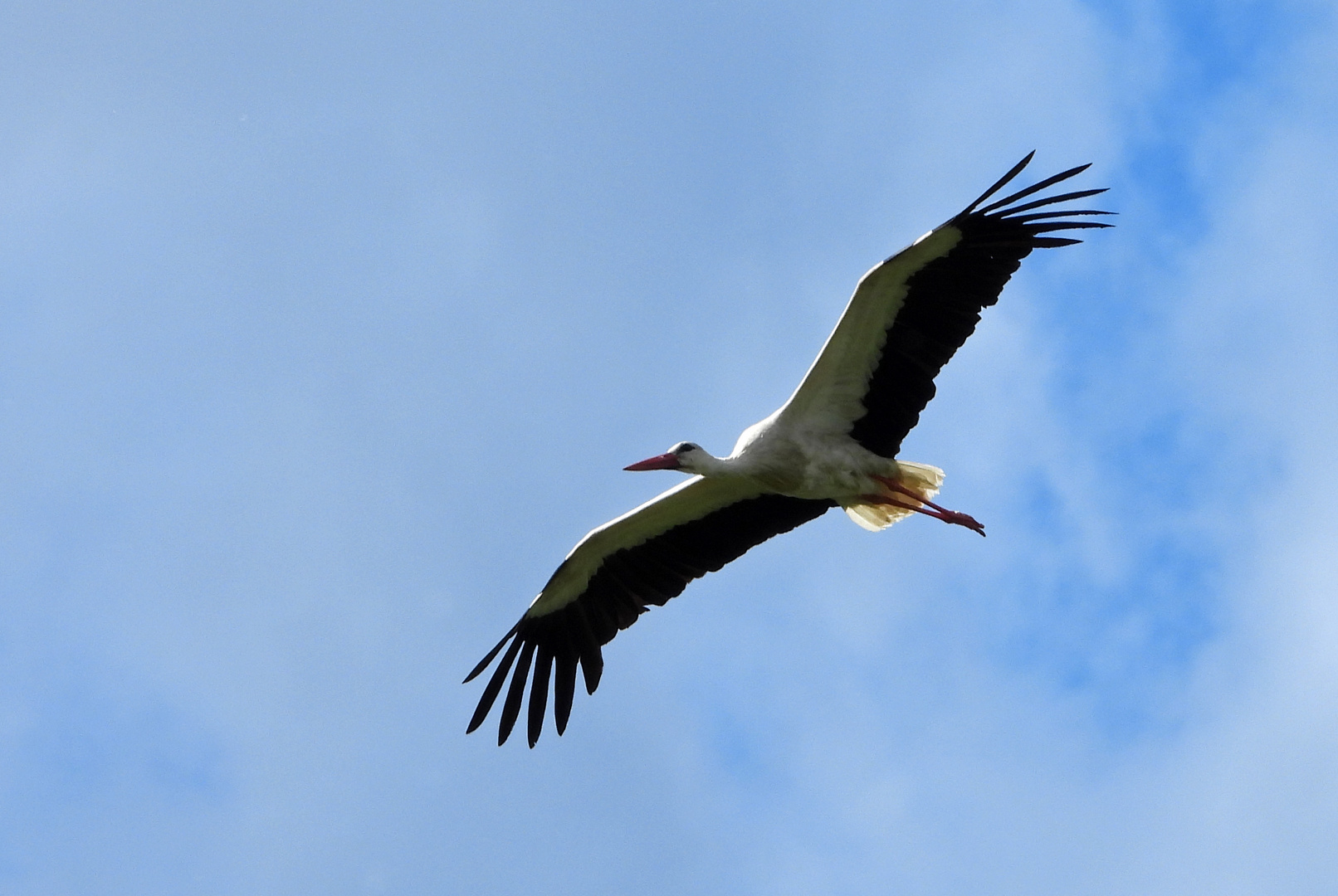 Storch