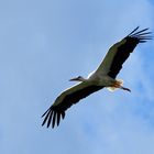 Storch