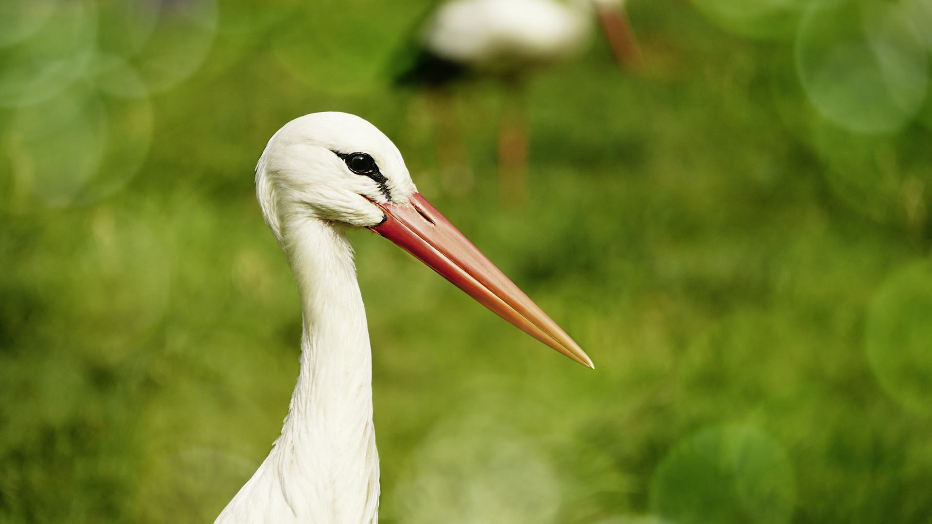 Storch