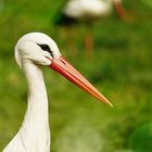 Storch