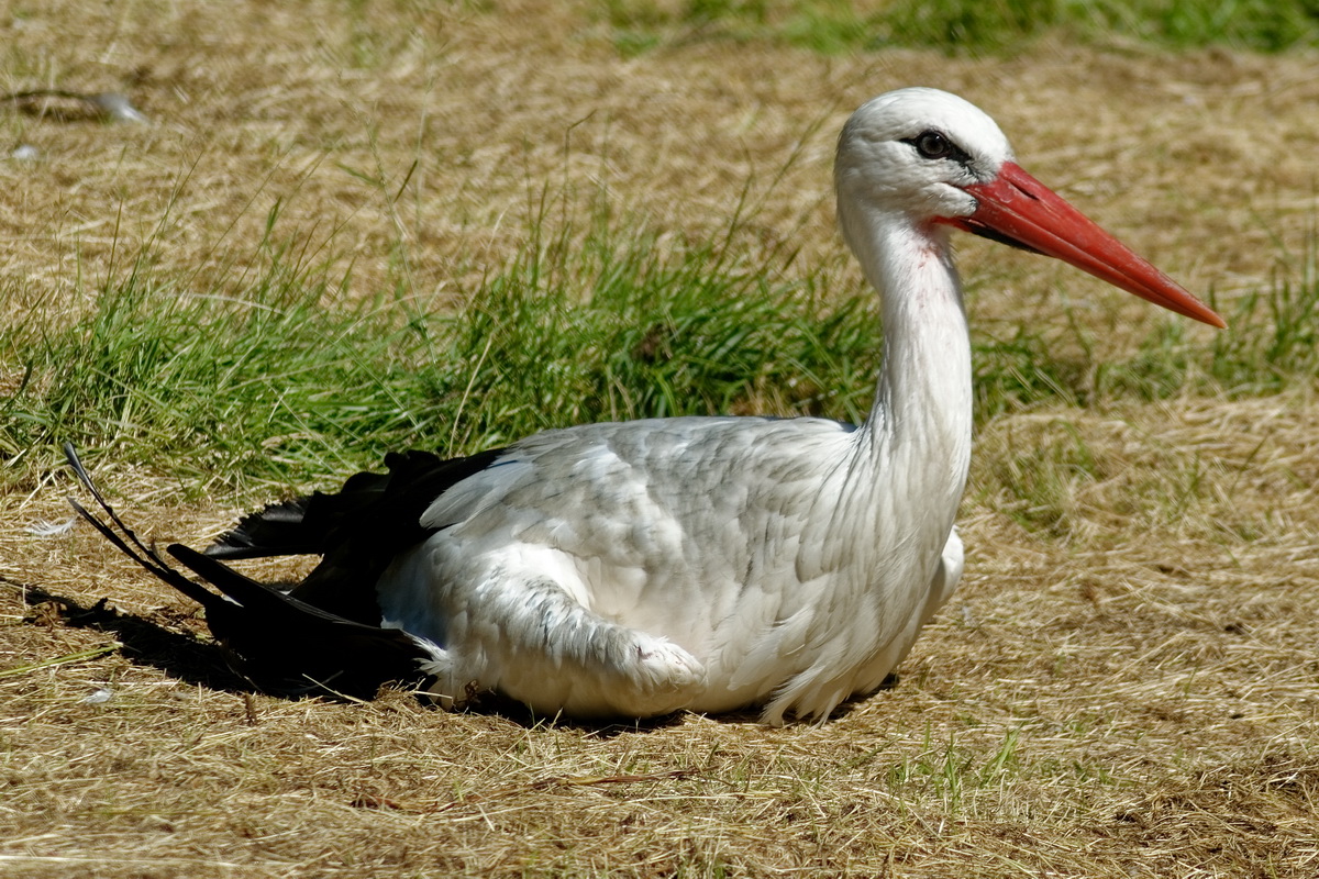 Storch