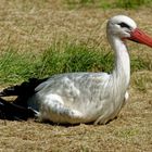 Storch