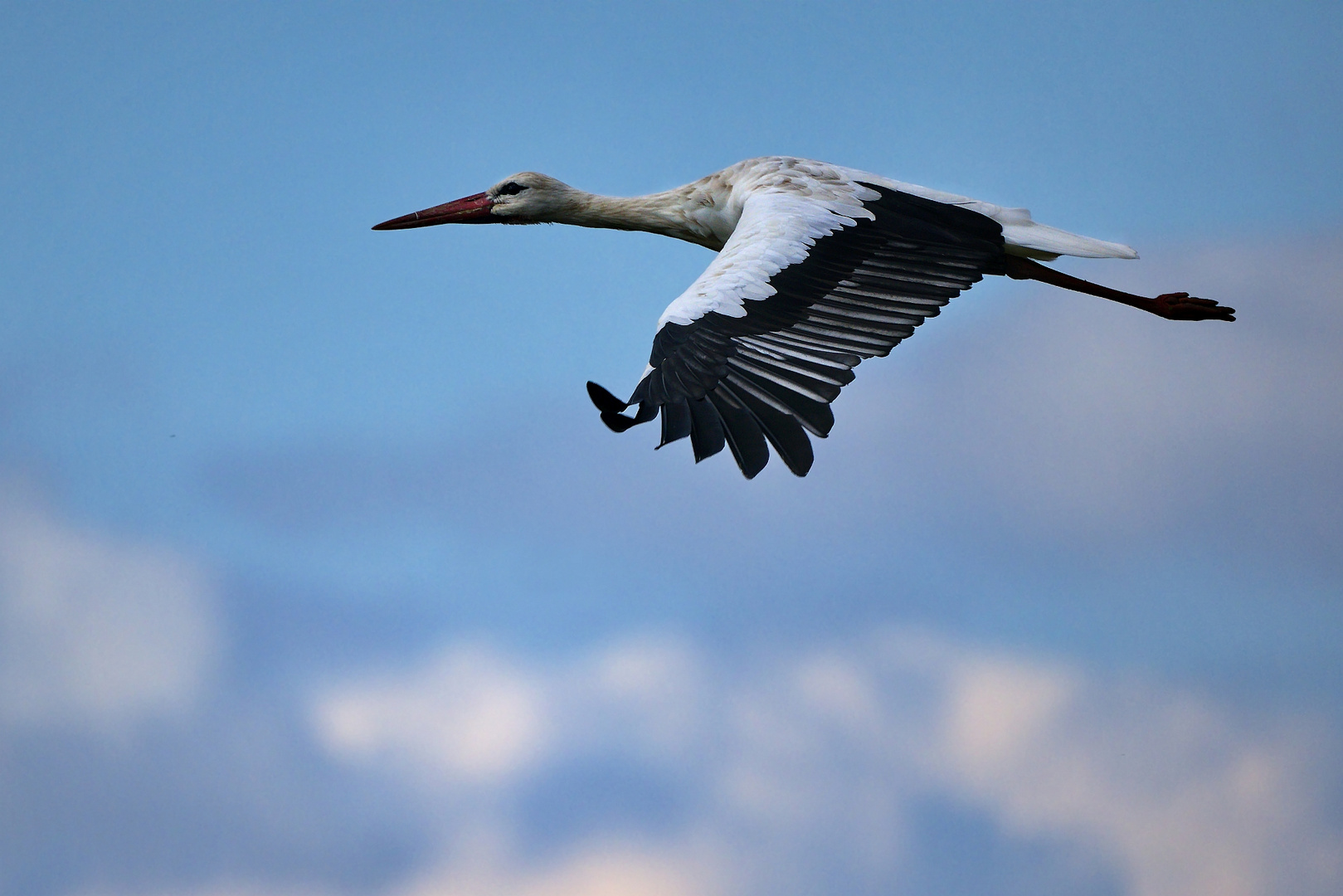 Storch