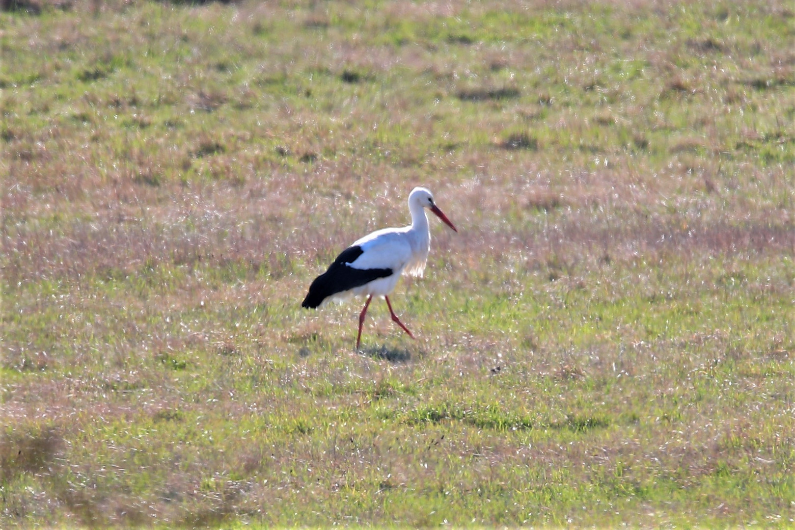 Storch