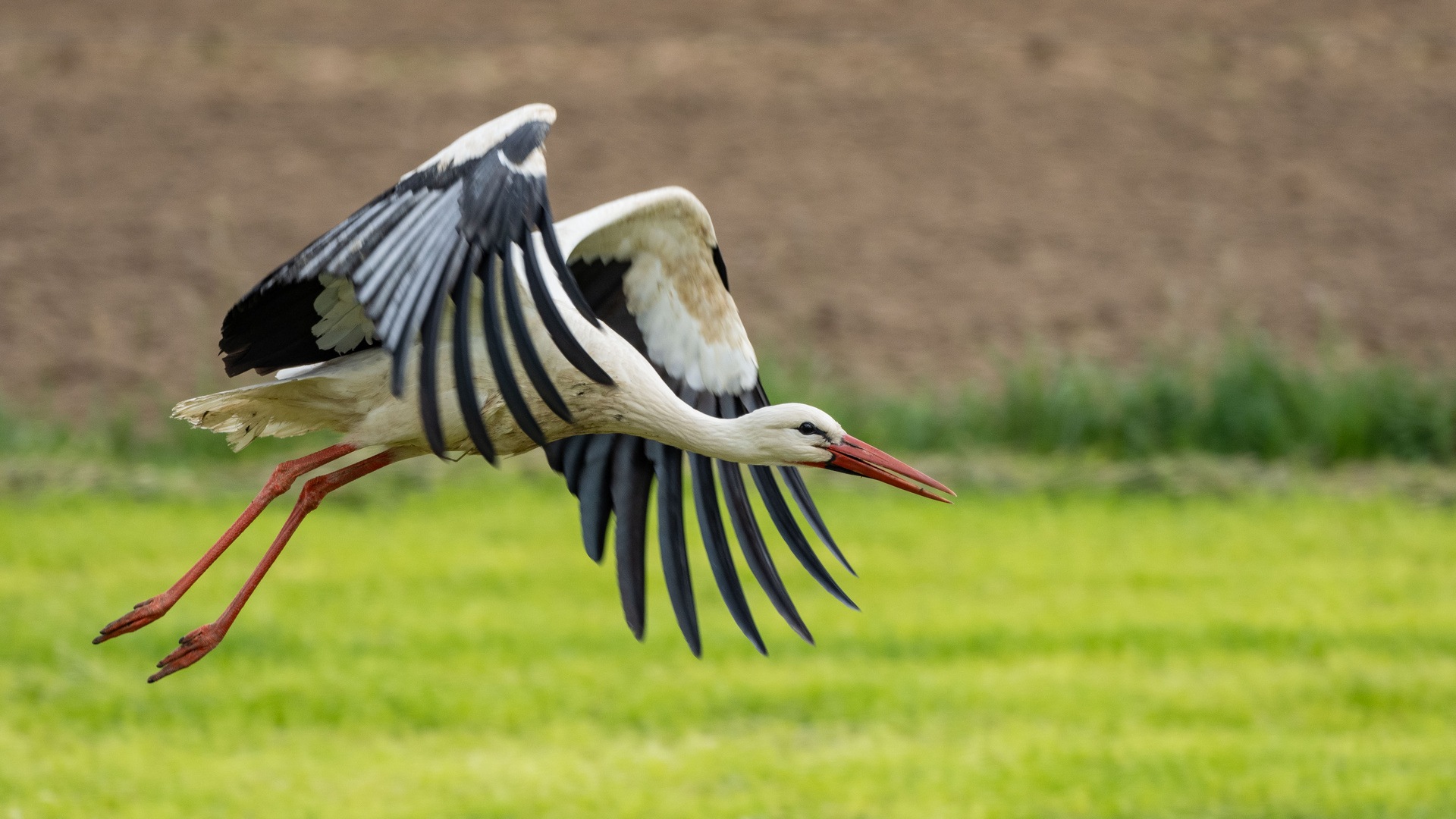 Storch