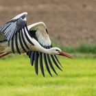 Storch