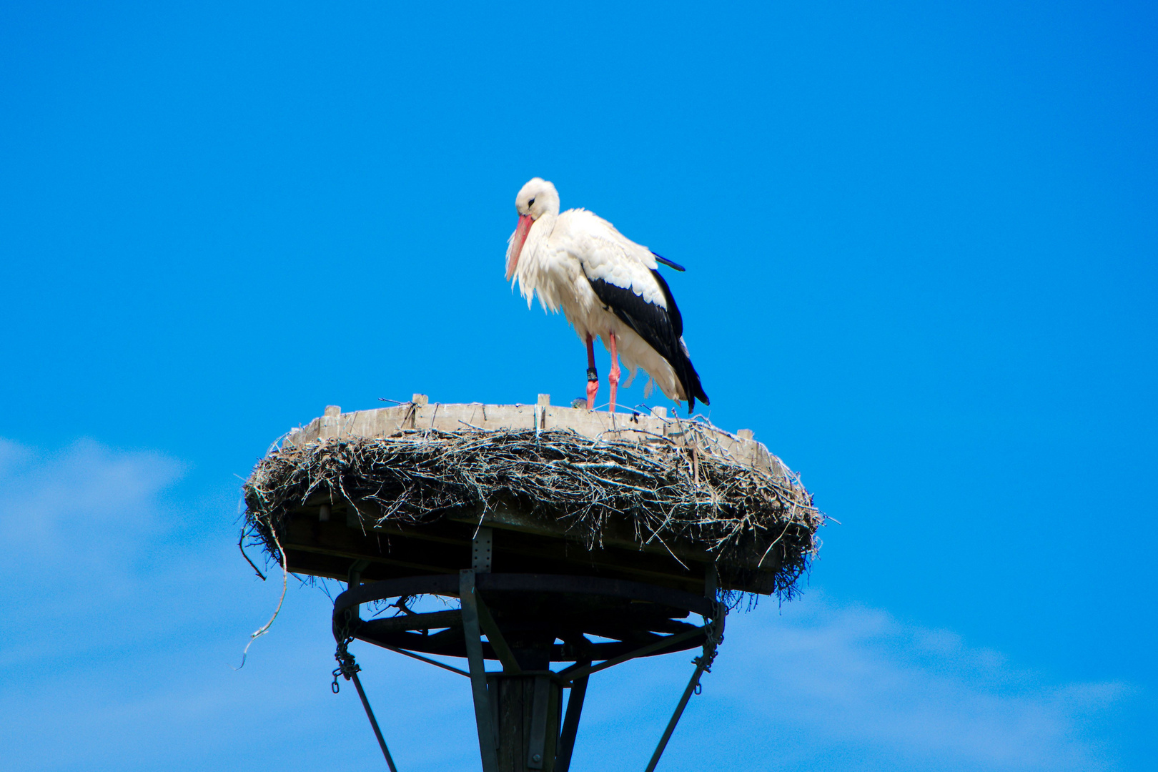 Storch