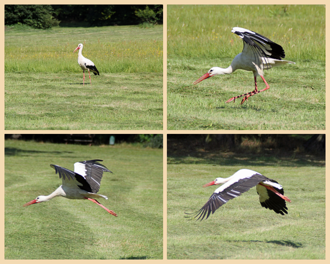 Storch