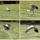 Storch