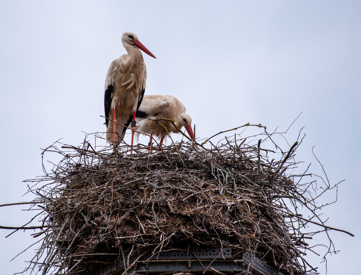 Storch