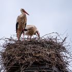 Storch