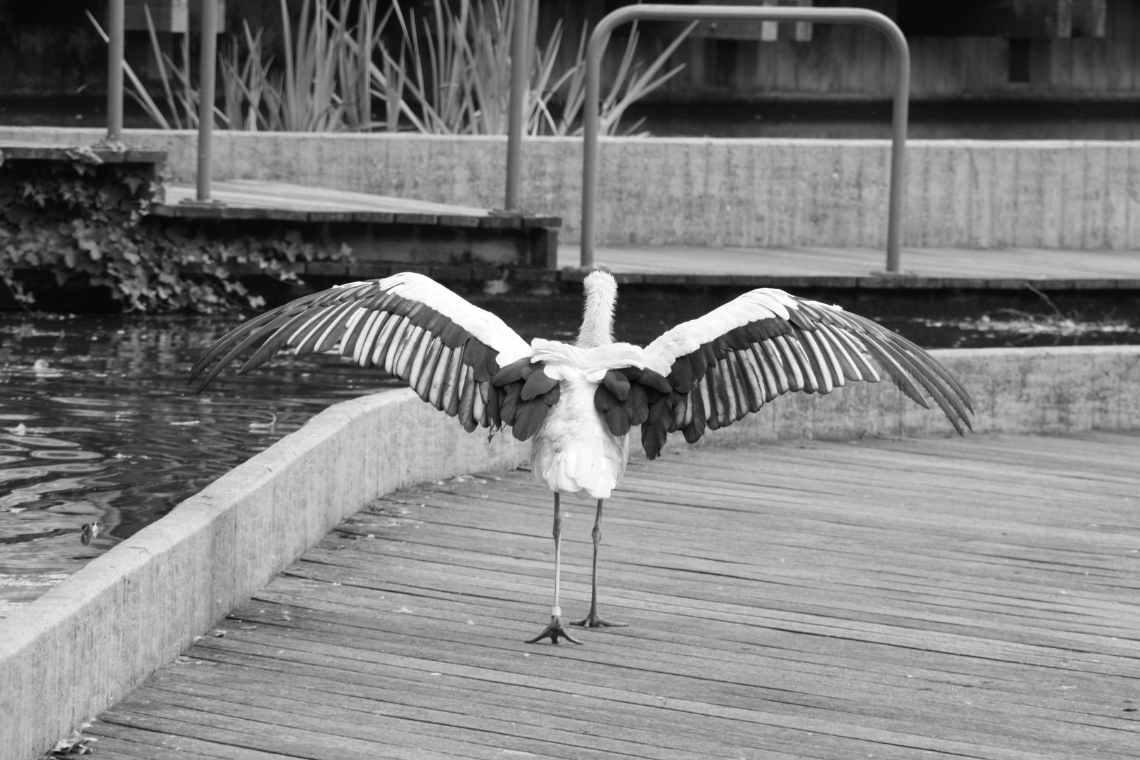 Storch