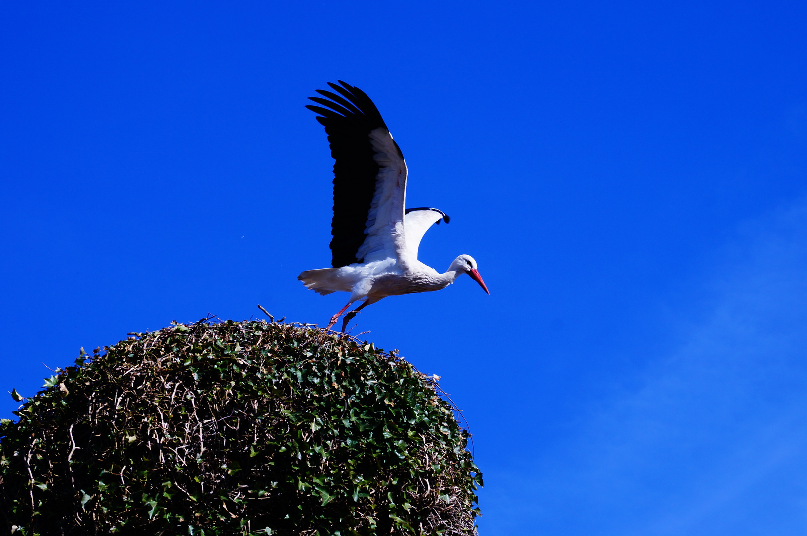 Storch