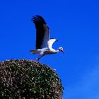 Storch