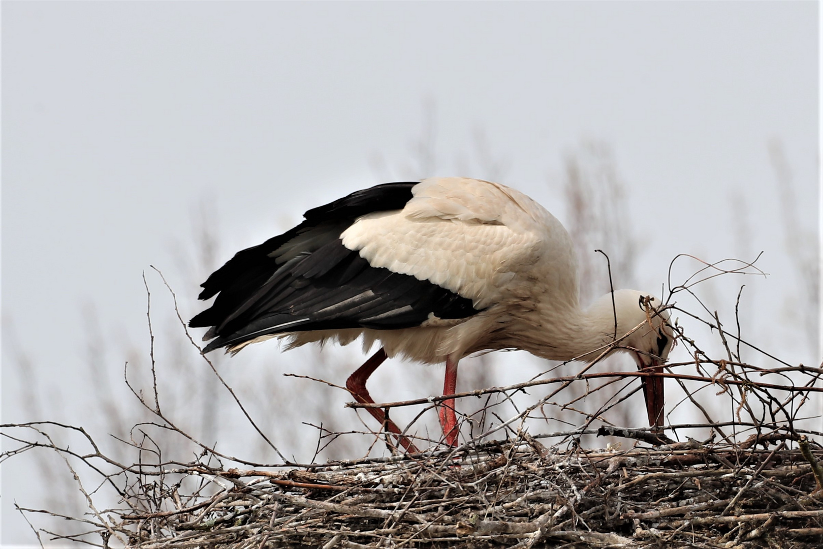 Storch