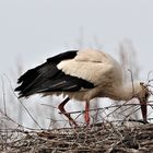 Storch