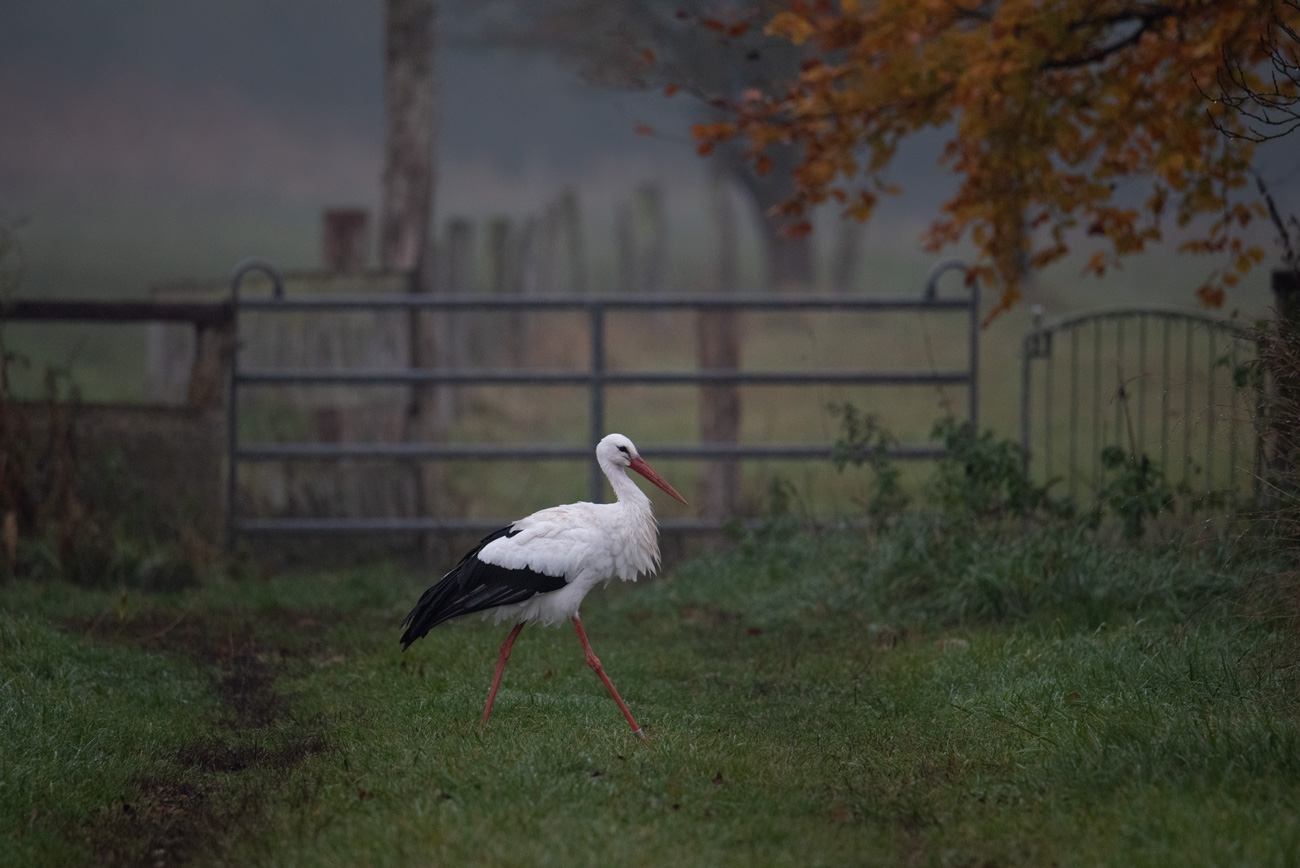 Storch 