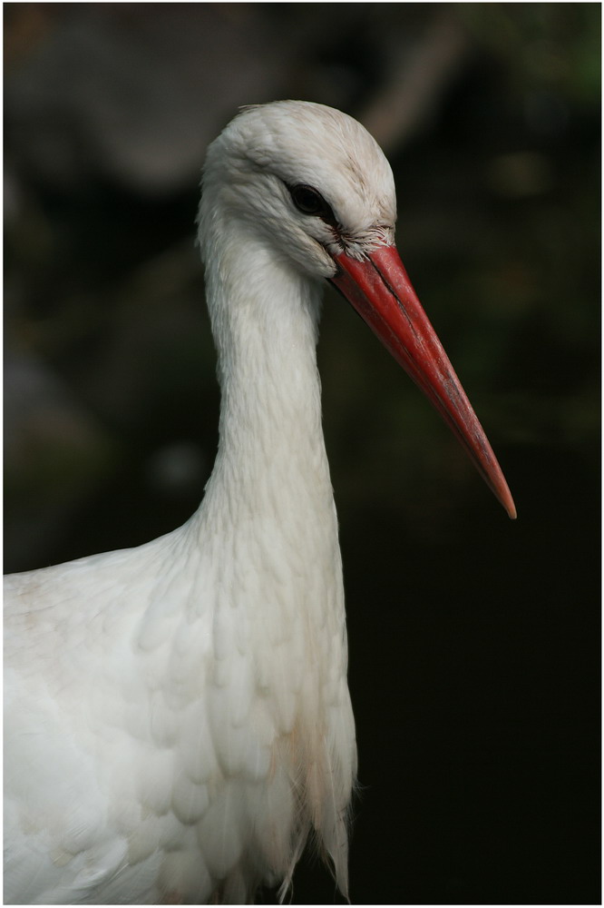 Storch