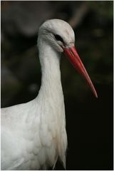 Storch