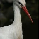 Storch