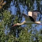 Storch