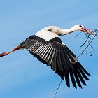 Storch