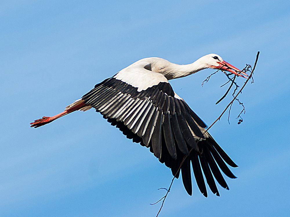 Storch