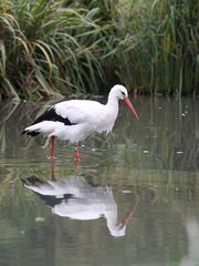 Storch