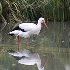 Storch