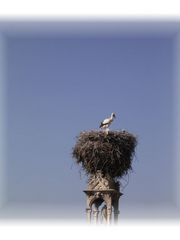 StOrch