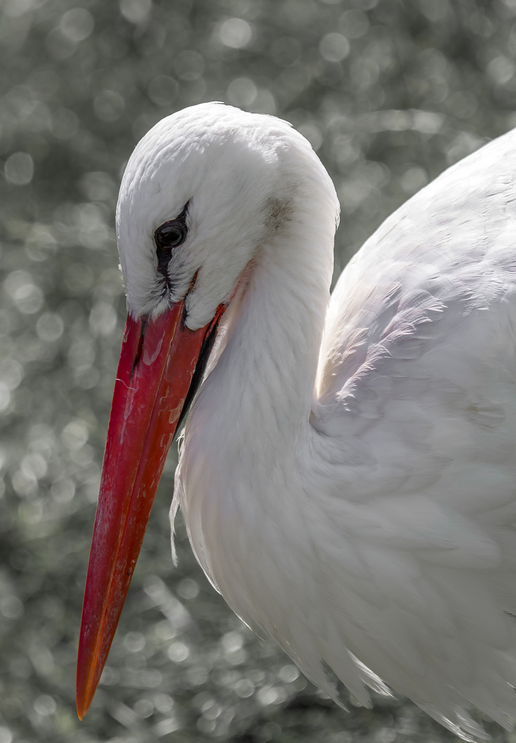 Storch