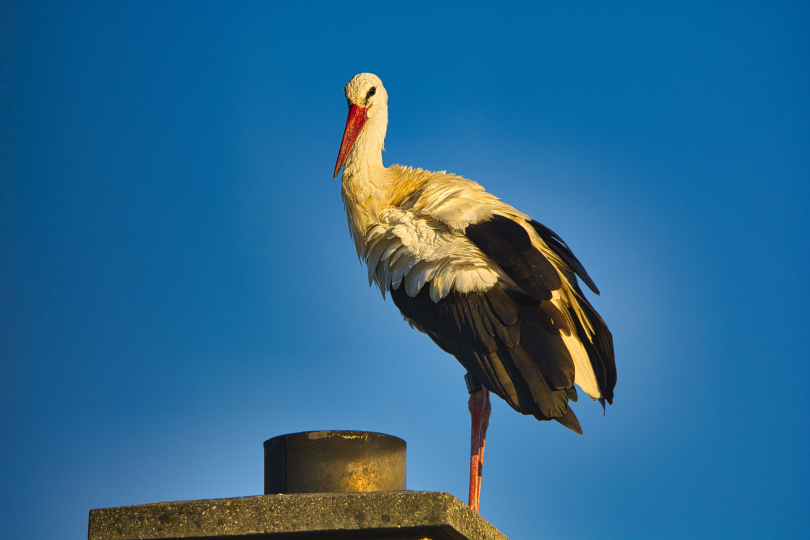 Storch