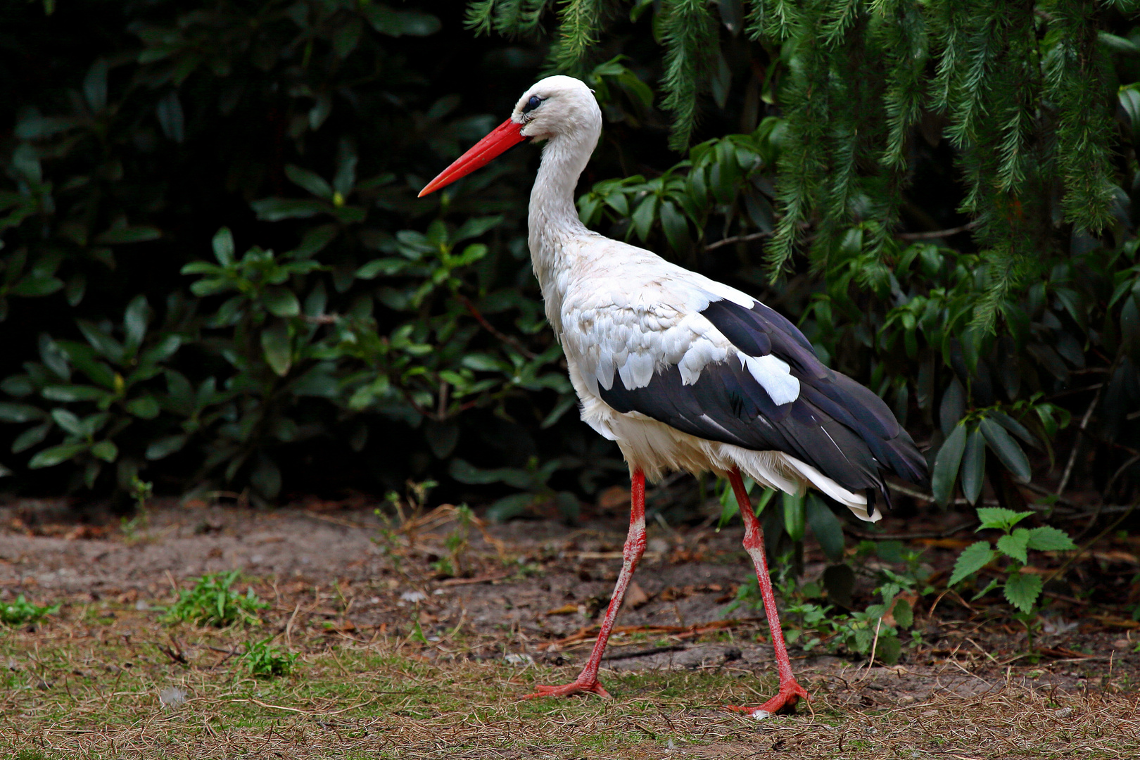 Storch