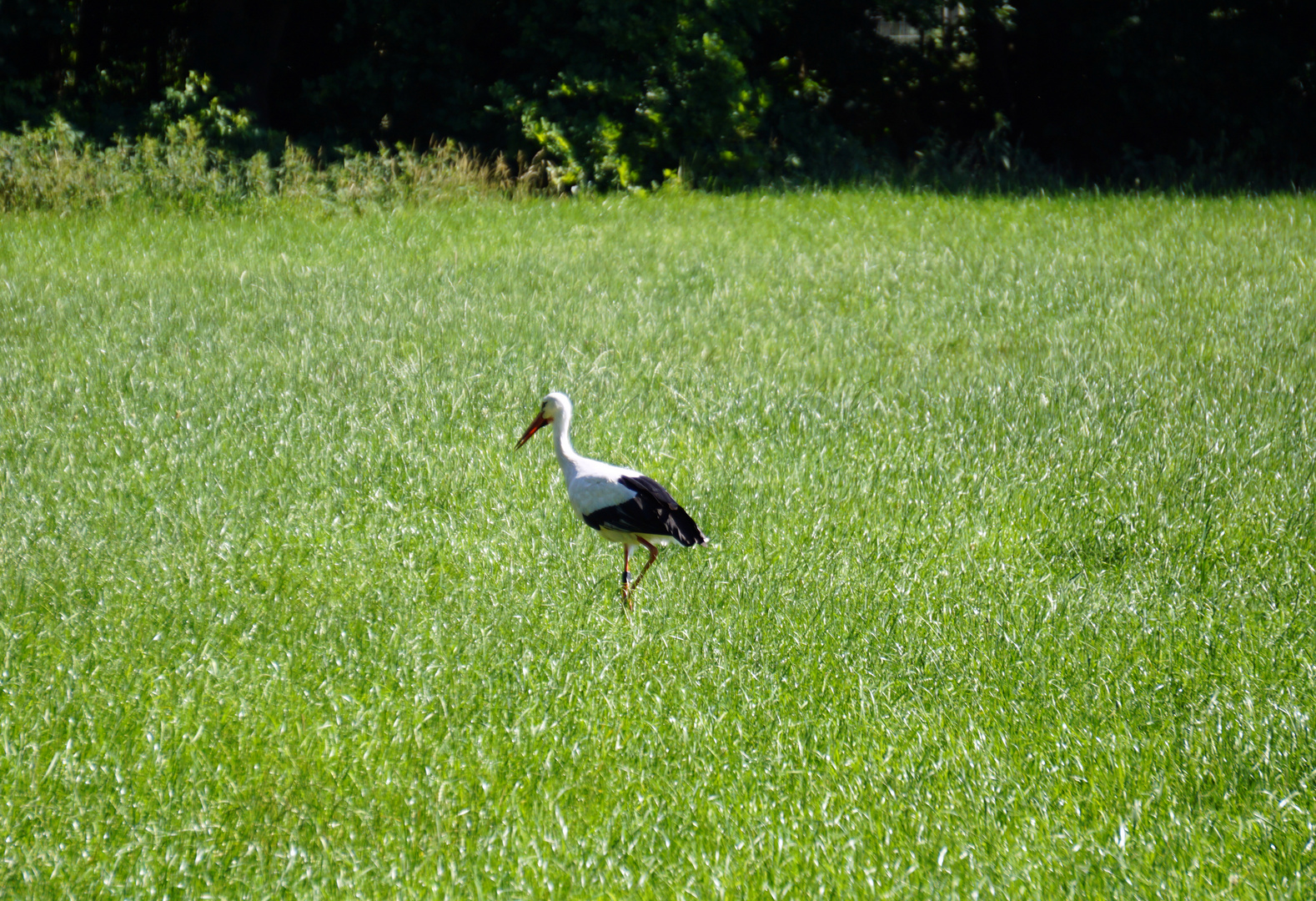 Storch