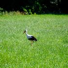 Storch