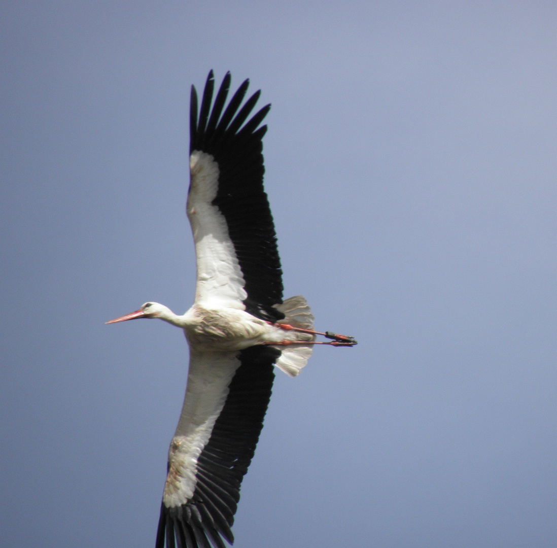 Storch