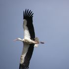 Storch