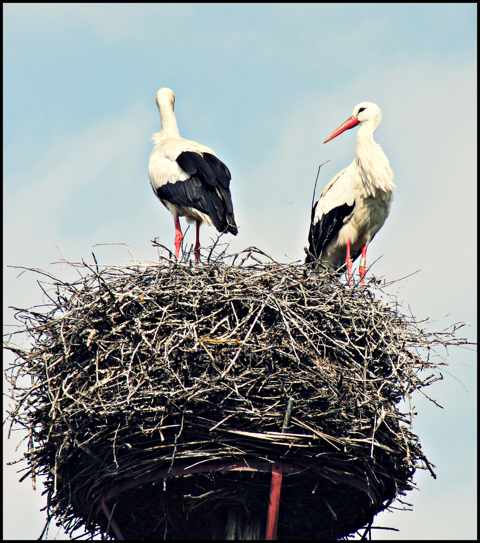 Storch