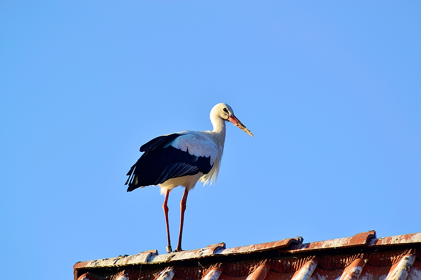 Storch