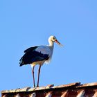 Storch