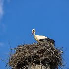 Storch