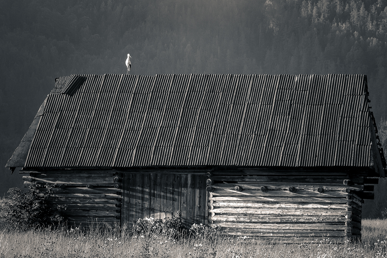 Storch