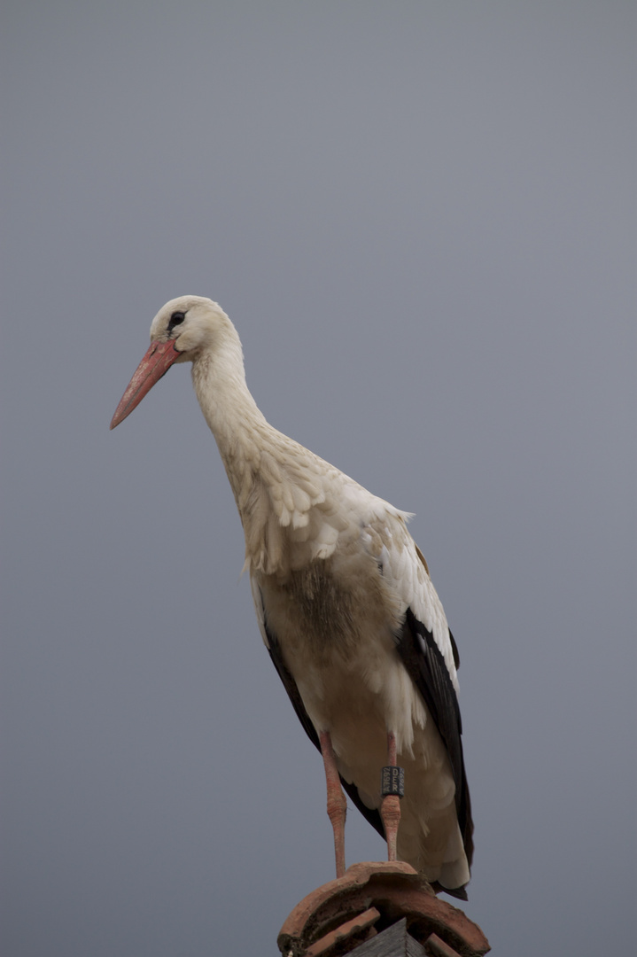 Storch