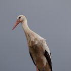 Storch