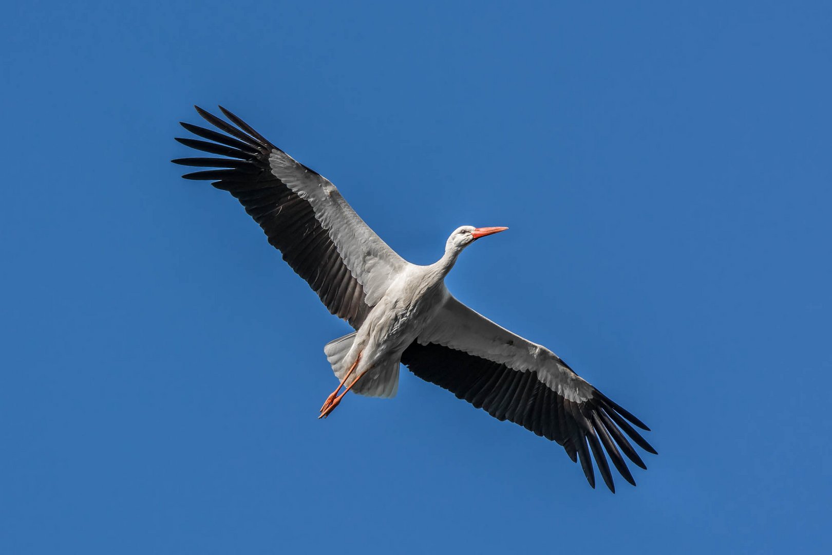 Storch