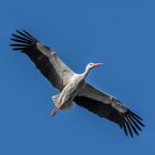 Storch