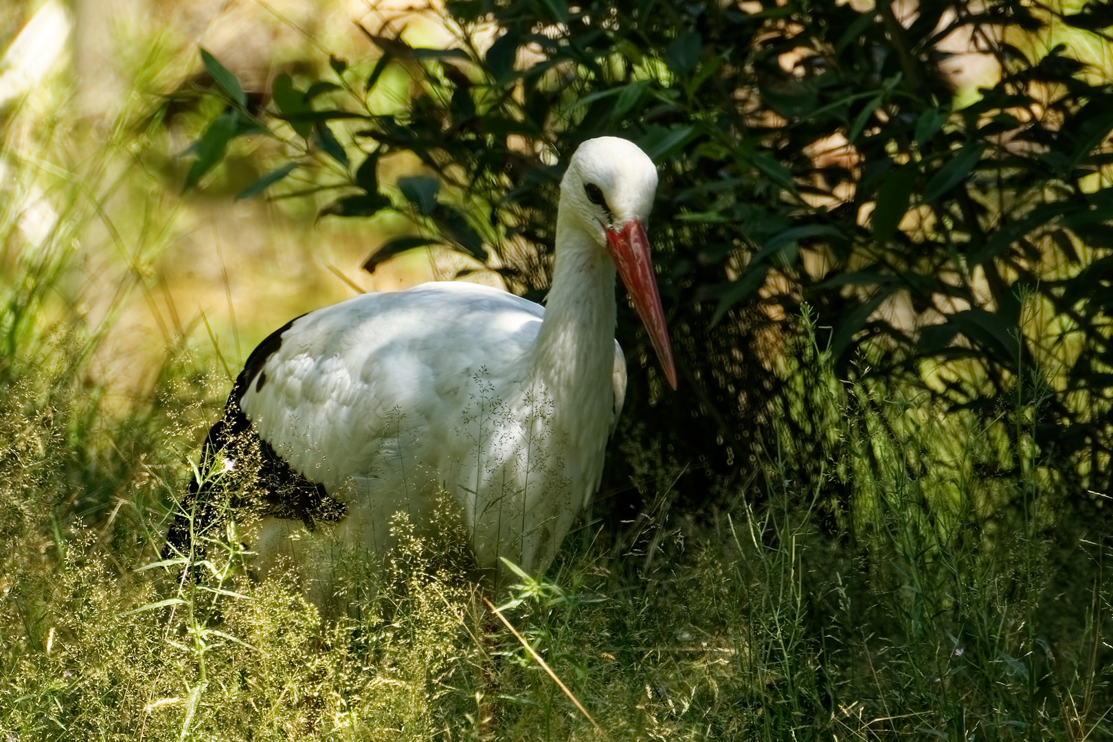 Storch