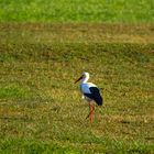 Storch