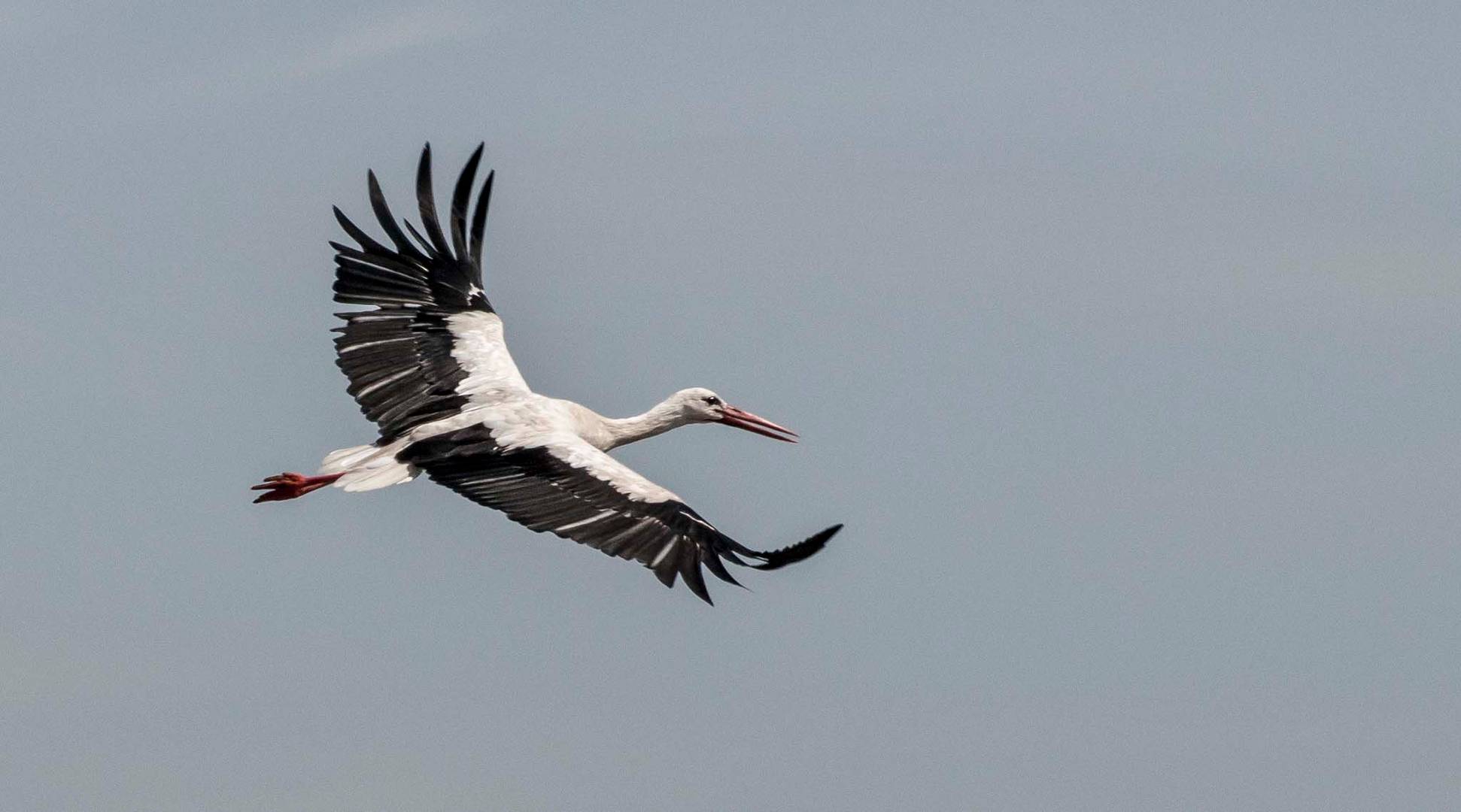 Storch